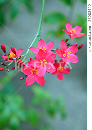 羚牛'Zakura 羚牛'Zakura 28088440