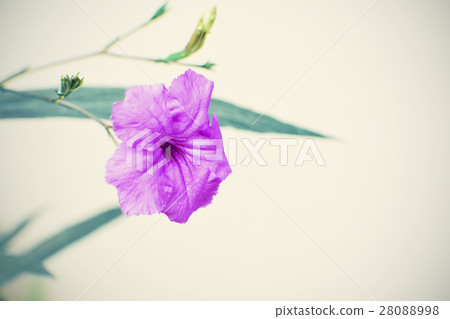 Purple flower blooming 28088998