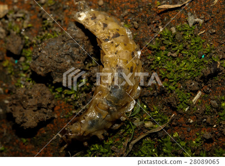 雲南扁螢雌成蟲 28089065