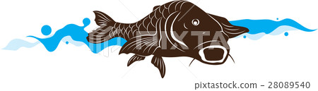 carp fish, vector illustration carp fish, vector illustration 28089540