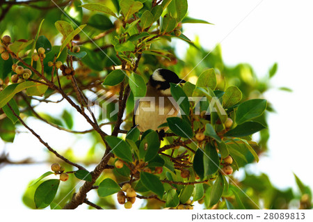 White-headed owl White-headed owl 28089813