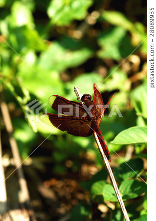 善變蜻蜓 28089935