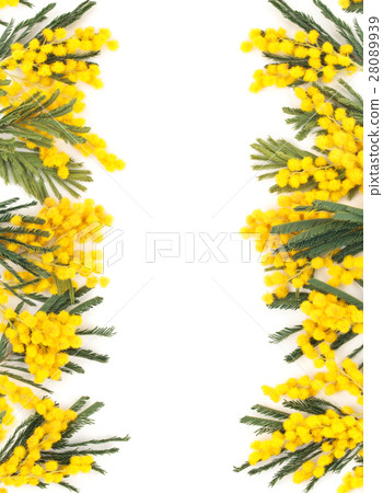 Border of mimosa flowers. 28089939