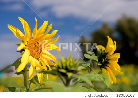 sunflower sunflower 28090108