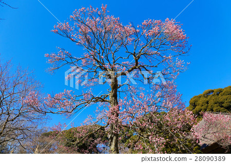 紅色李子開花和藍天 28090389