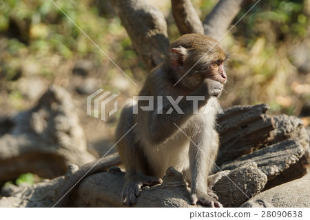 獼猴 28090638