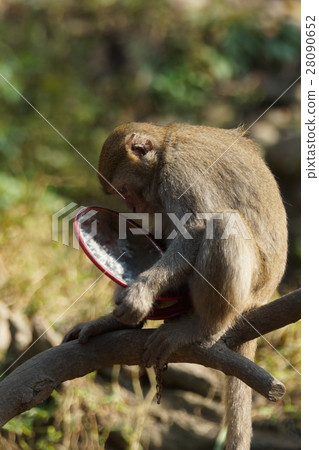 獼猴 28090652