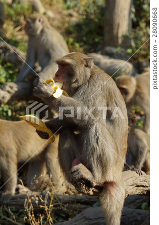 獼猴 獼猴 28090668