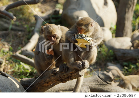 獼猴 28090687