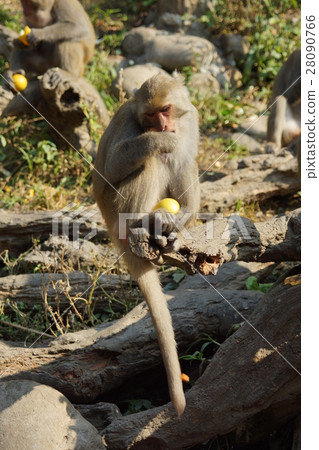 獼猴 28090766