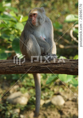 獼猴 28090770