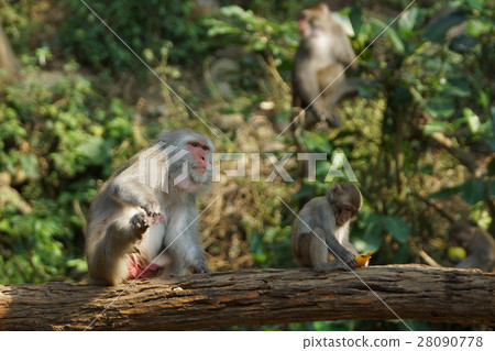 獼猴 28090778