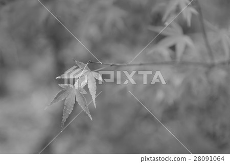 Maple leave selective focus Maple leave selective focus 28091064