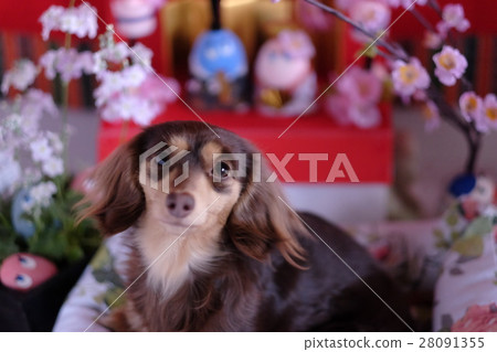 Dogs Hinamatsuri Spring Spring 28091355