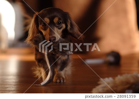 Dog playing Wanko everyday Dog playing Wanko everyday 28091359