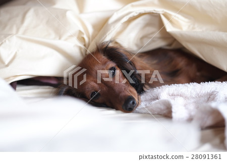 Dog everyday relaxing play Dog everyday relaxing play 28091361
