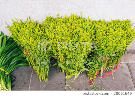 Golden Rod flowers 28091649