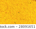 Fresh marigold flower background 28091651