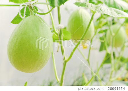 Melon fruit  28091654