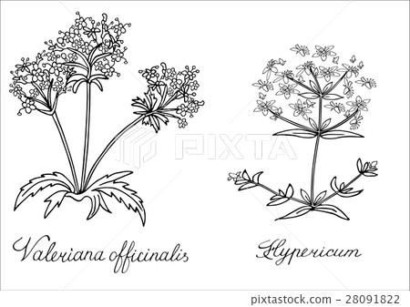 Valerian St. Johns wort Hand drawn sketched vector Valerian St. Johns wort Hand drawn sketched vector 28091822
