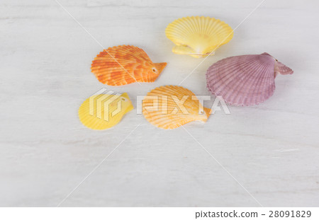 Colourful scallop seashell on grunge white wooden Colourful scallop seashell on grunge white wooden 28091829