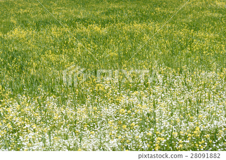 Mustard flower field in Zanskar valley,Leh India 28091882