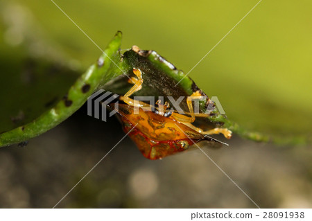 金盾龜金花蟲 28091938