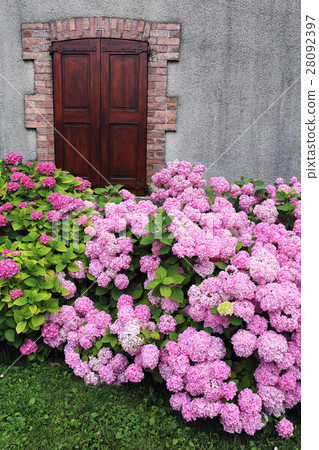 Flowering hydrangea, village life 28092397