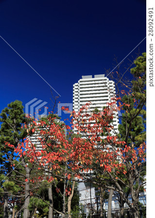 Autumnal day Odaiba 28092491