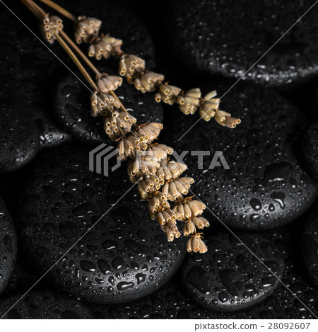 spa concept of lavenders on black zen stones spa concept of lavenders on black zen stones 28092607