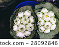White lotus flowers 28092846