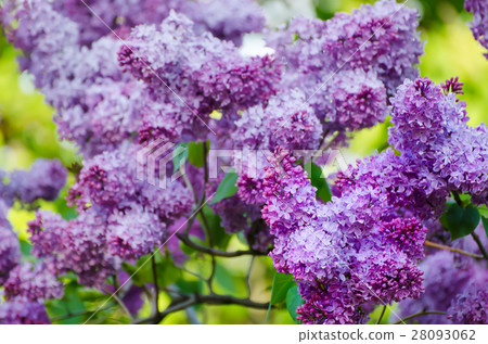 Spring lilac flowers Spring lilac flowers 28093062