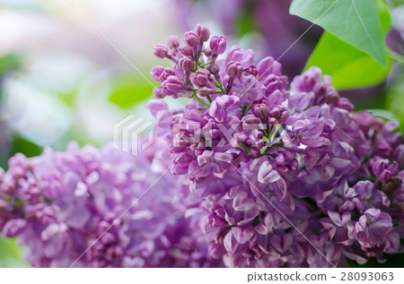 Spring lilac flowers Spring lilac flowers 28093063