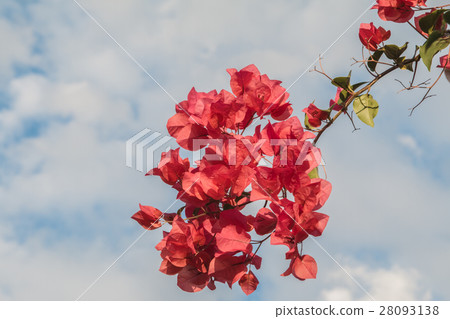 bougainvillea flowers in garden, close-up,  view 28093138