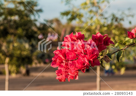 bougainvillea flowers in garden, close-up,  view 28093143