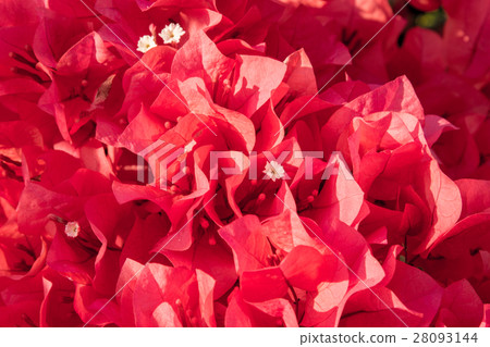 bougainvillea flowers in garden, close-up,  view 28093144