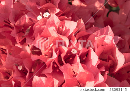 bougainvillea flowers in garden, close-up,  view 28093145