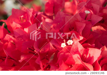 bougainvillea flowers in garden, close-up,  view 28093146