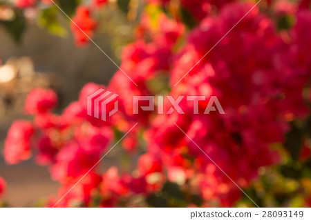 bougainvillea flowers in garden, close-up,  view 28093149