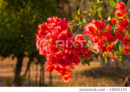 bougainvillea flowers in garden, close-up, view bougainvillea flowers in garden, close-up, view 28093150