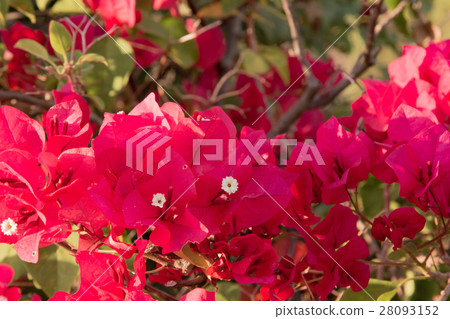 bougainvillea flowers in garden, close-up, view bougainvillea flowers in garden, close-up, view 28093152