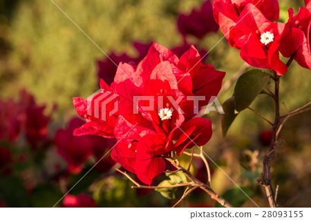 bougainvillea flowers in garden, close-up,  view 28093155
