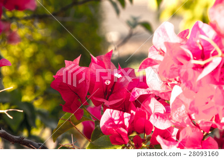 bougainvillea flowers in garden, close-up,  view 28093160