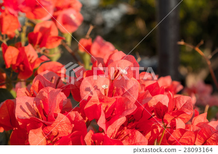 bougainvillea flowers in garden, close-up,  view 28093164