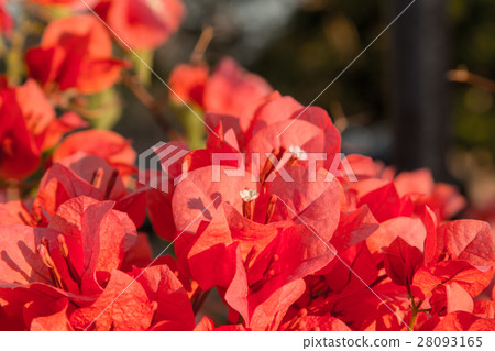 bougainvillea flowers in garden, close-up, view bougainvillea flowers in garden, close-up, view 28093165