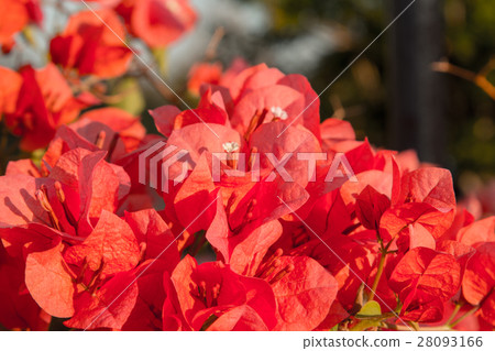 bougainvillea flowers in garden, close-up,  view 28093166