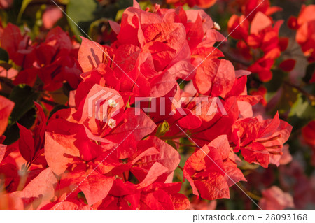 bougainvillea flowers in garden, close-up,  view 28093168
