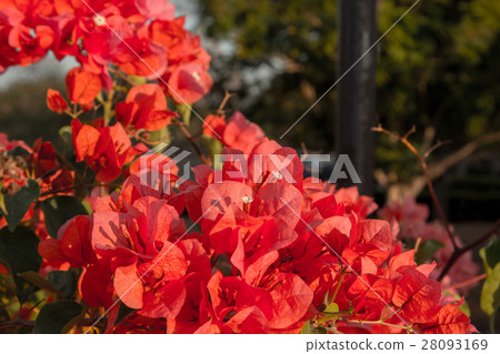 bougainvillea flowers in garden, close-up, view bougainvillea flowers in garden, close-up, view 28093169