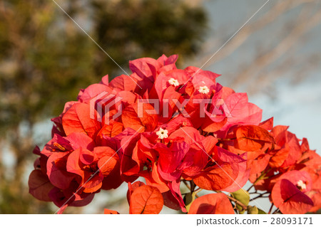 bougainvillea flowers in garden, close-up,  view 28093171