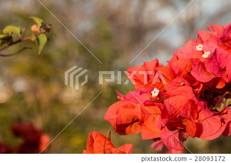 bougainvillea flowers in garden, close-up,  view 28093172